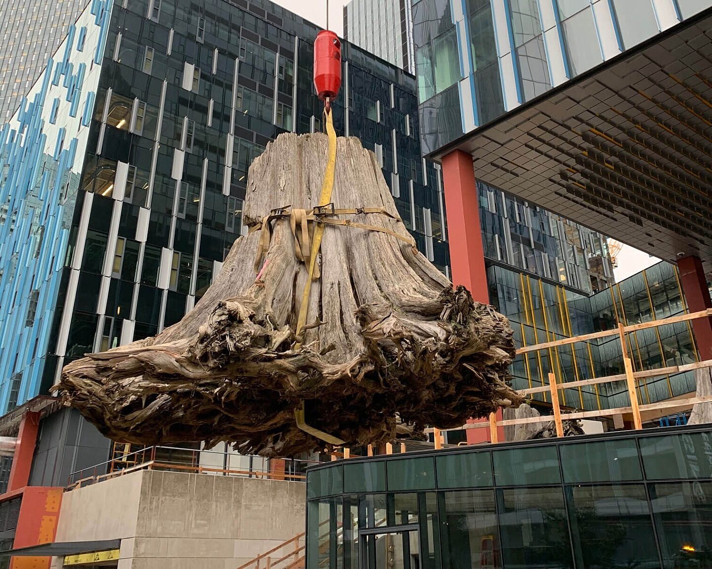 Removing large stumps from Amazon Block 21 construction site