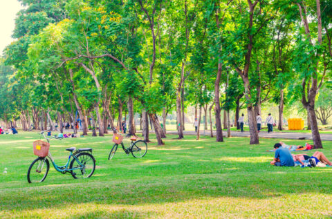 Park with trees and people laying on grass.