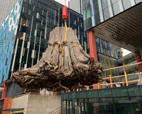 Removing large stumps from Amazon Block 21 construction site